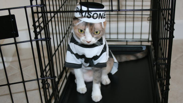 Prison-Cat