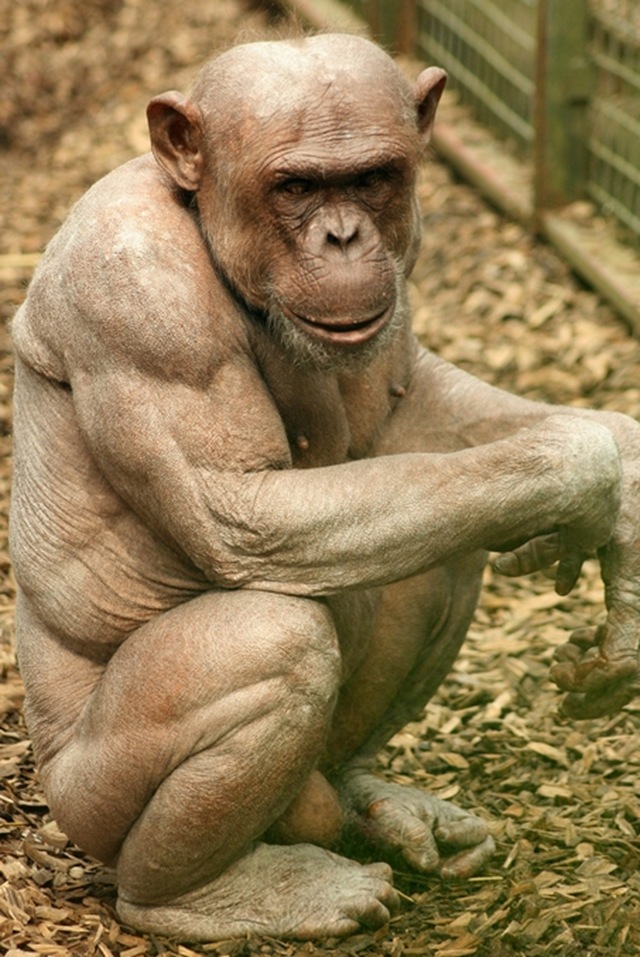 What Barack Obama actually looks like.