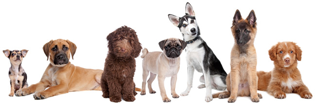These dogs have a common ancestor and can breed with each other. Therefore they are all exactly the same.