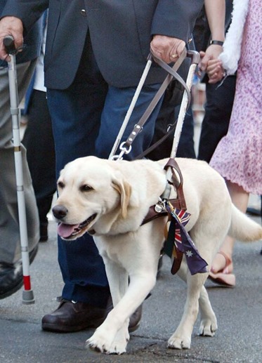 Guide-Dog2 Guide-Dog2