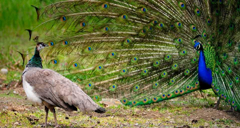 Female peacocks must learn not to be distracted by male plumage. Or is it OK because the females are "objectifying" the males?