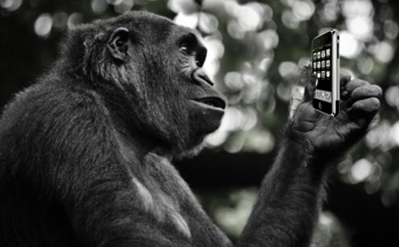gorilla-iphone