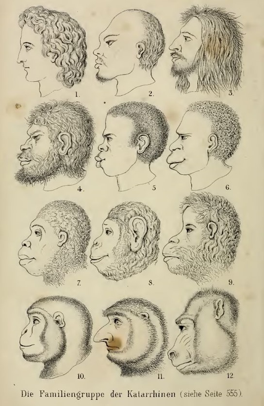 Haeckel-1868 Haeckel-1868