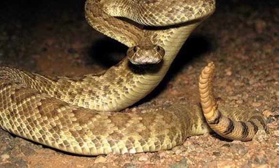 Mojave-rattler