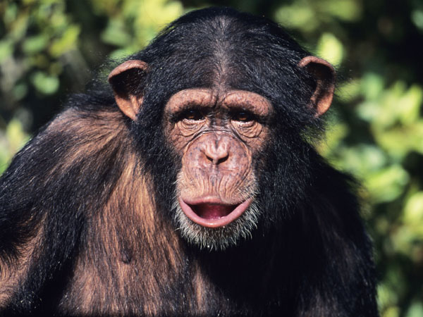 chimpanzee_img01-l