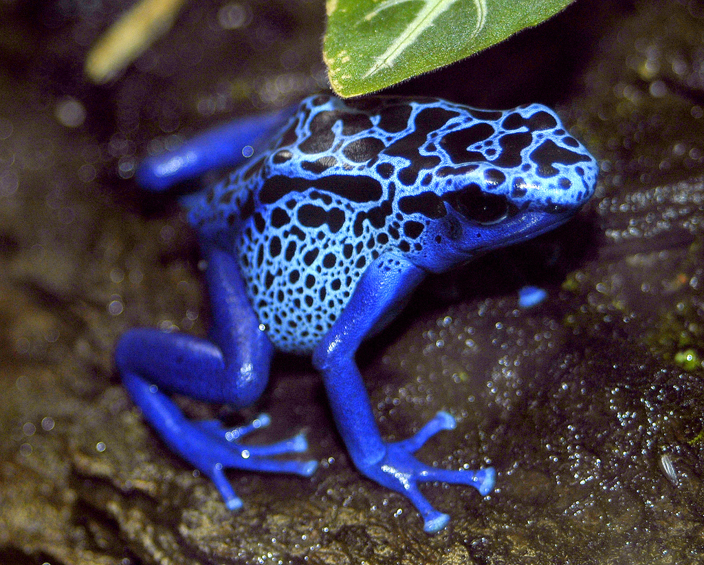 Azureus