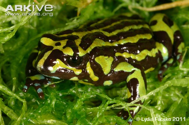 Northern-corroboree-frog