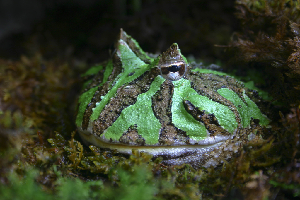 Ornate-horned-frog-Brian-Gratwicke