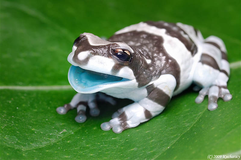 frog-closeup-11