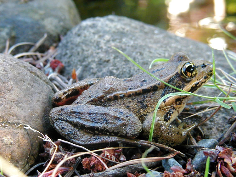 frog3