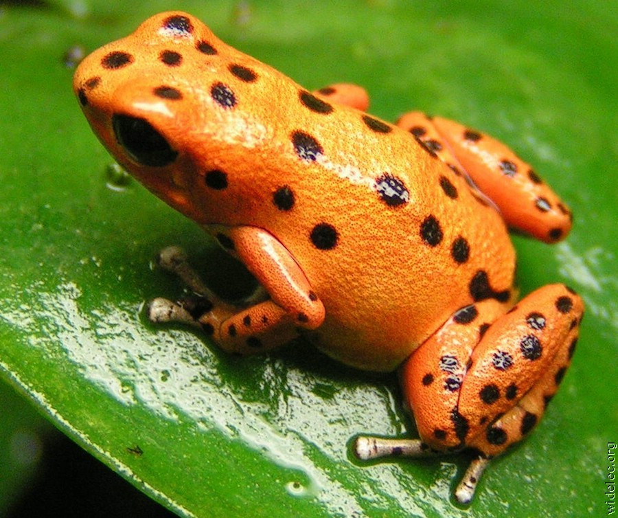orange-frogs-orange-and-green-10987076-900-754