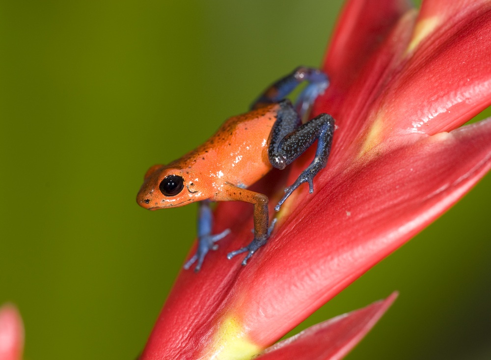 strawberry dart frog, Costa Rica shutterstock_37884502