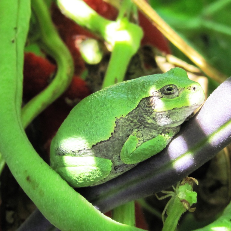tree-frog-03