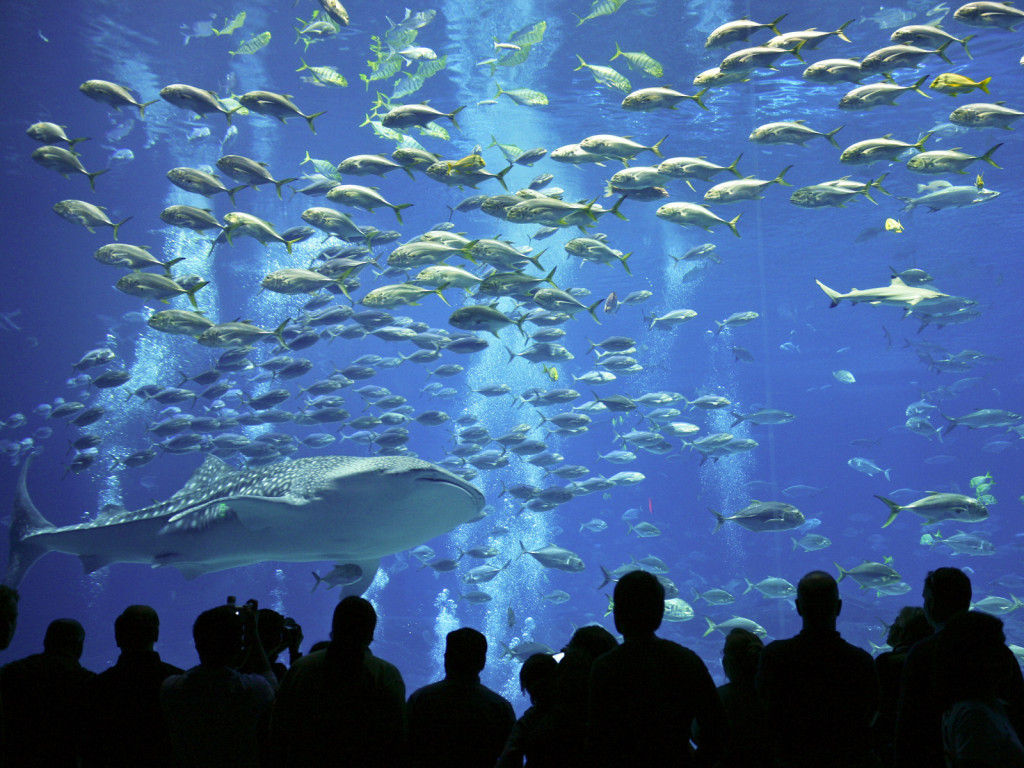 Whale shark and Crevalle jacks at Georgia Aquarium