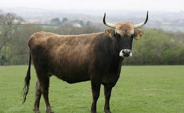Nazi-Cow-670 Nazi-Cow-670