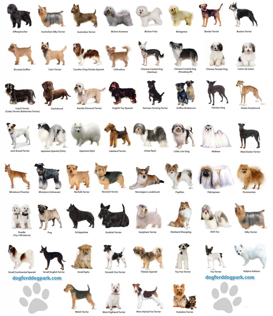 "Because I'm not a horrible person like Andrew Anglin, I don't see dog breeds. To me, there is only one breed of dog: a now extinct European wolf."