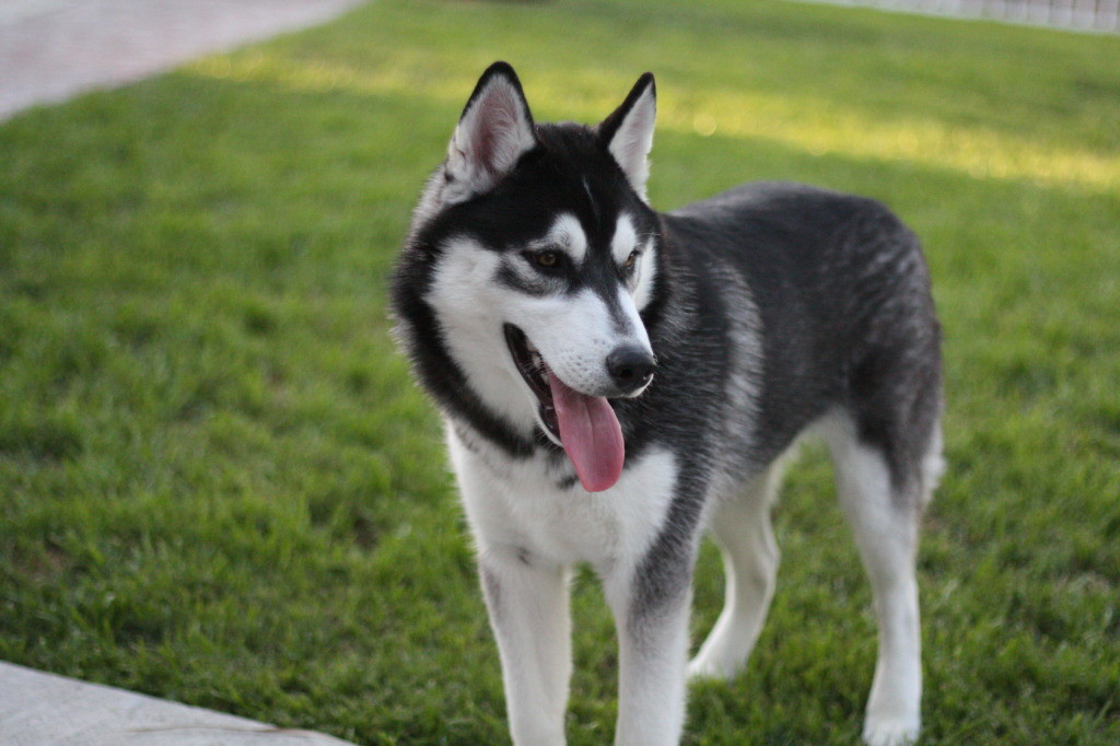 This is a husky