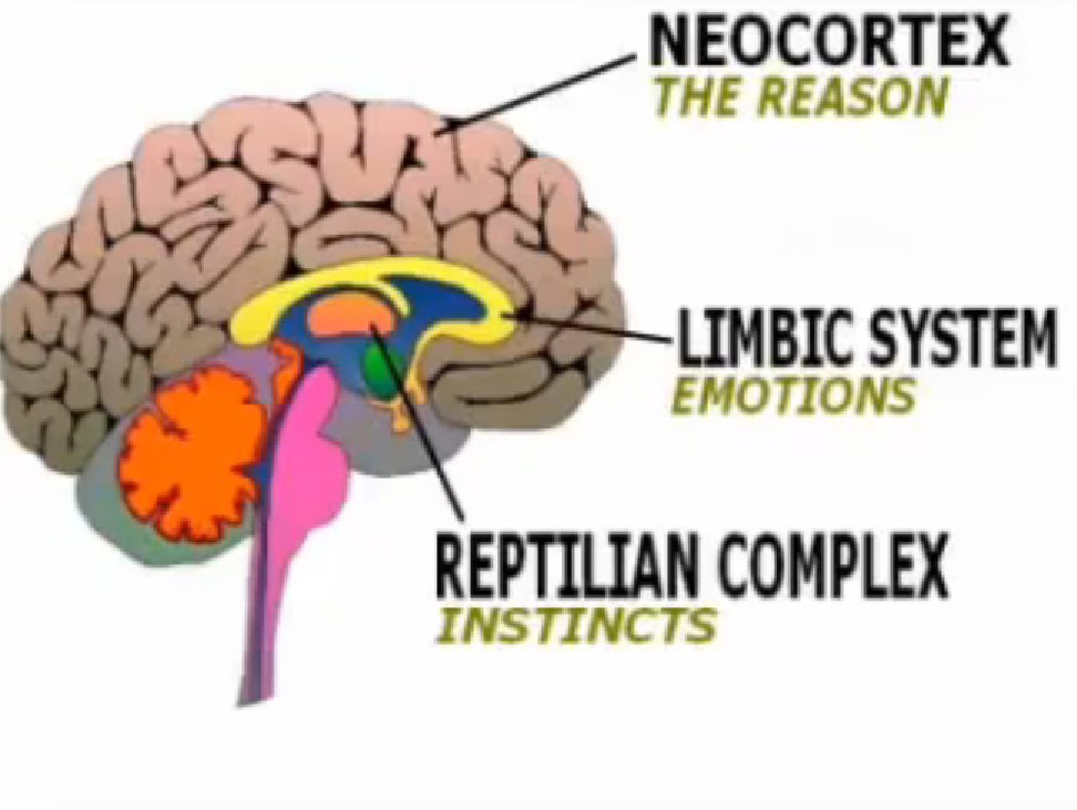 Triune brain
