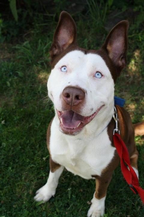 This is a "Pitsky."