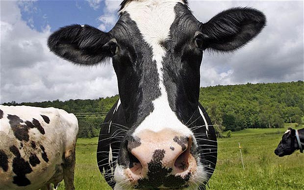 Whenever possible, eat cow. It is the superior food.