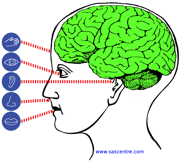 The brain is expecting sensory input to be objective and honest.