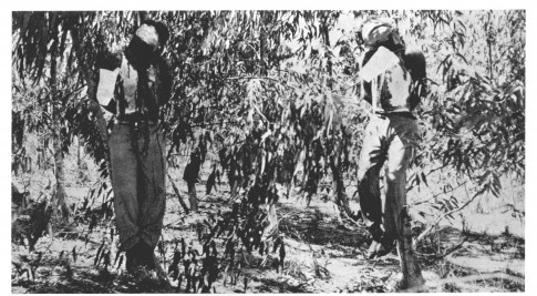 Mervyn Paice and Clifford Martin, victims of the Irgun
