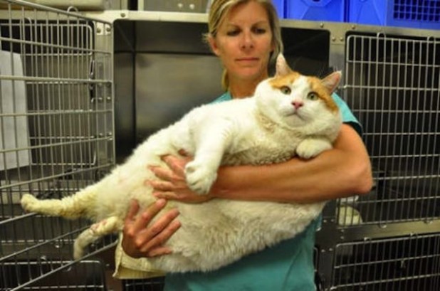 giant_cat