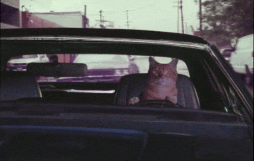 driving-cat