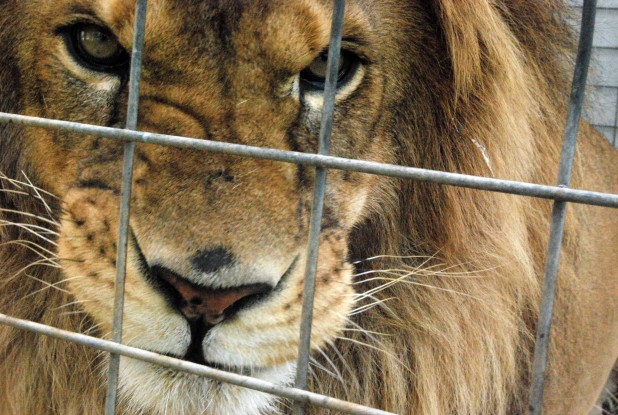 tiger-sanctuary-lion-2-SMALL