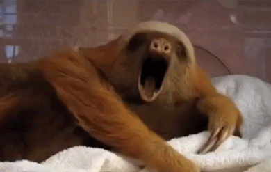 Sloth-yawn