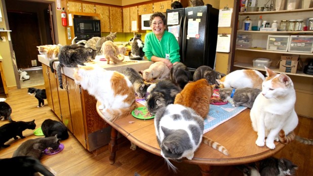 catlady