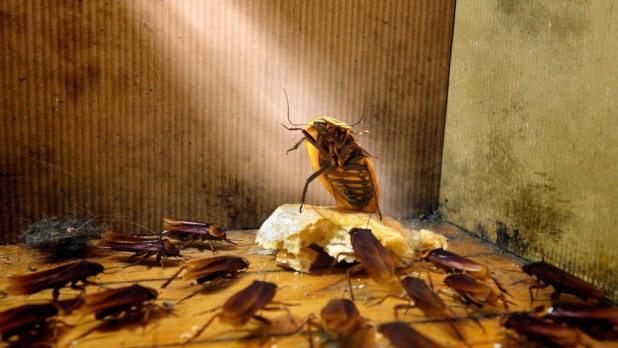 cockroach king