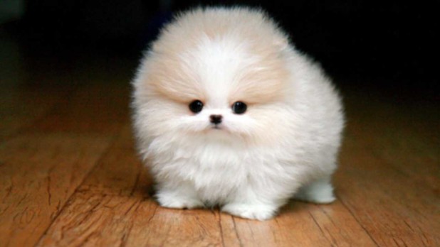 actualfluffball1FEATURE.png