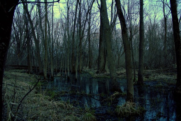 5347033-dark-swamp-hd-wallpapers