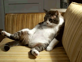 lazycat