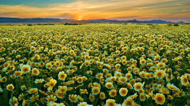 field-of-flowers